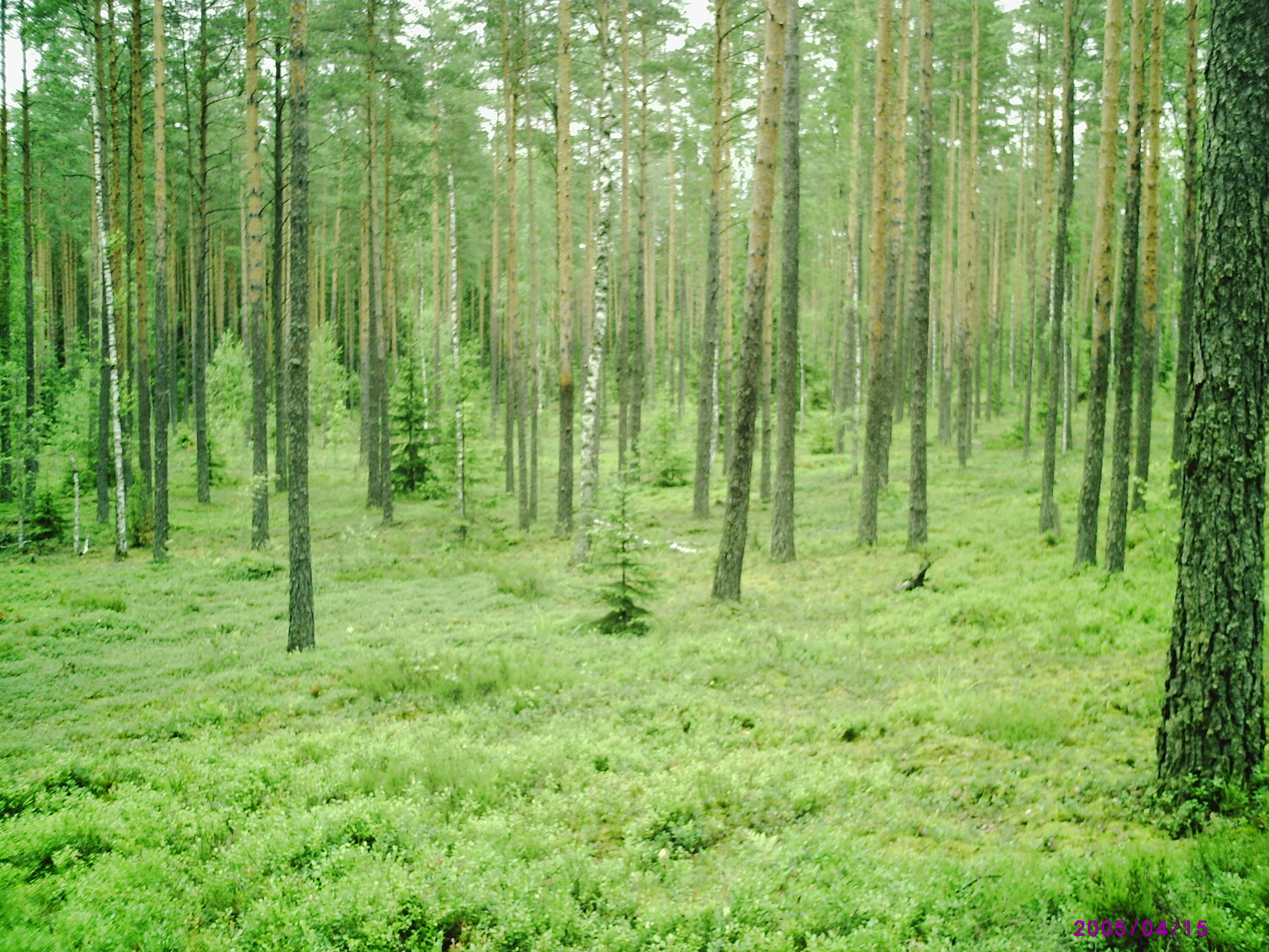 Azelka